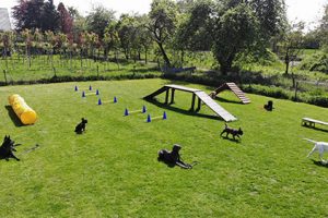 Junghundegruppe Junghundegruppe