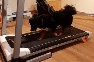 Laufbandtraining Hund Laufbandtraining Hund