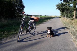 Sicheres Radfahren mit dem Hund Sicheres Radfahren mit dem Hund